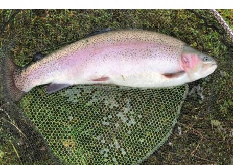 Brian Scrowther safely returned this 14lb 10oz Rainbow to Long Crag