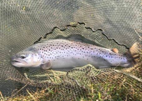 Gary Surtees landed this 9lb Brownie using a Buzzer